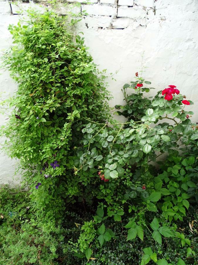 Mur 4 - Apartament Z Patio Stary Toruń Eksteriør billede